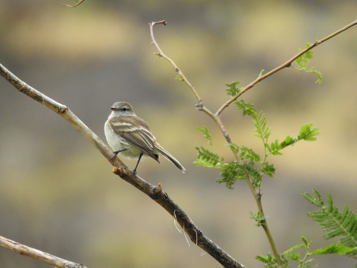 Northern Mouse-colored Tyrannulet - ML610068511