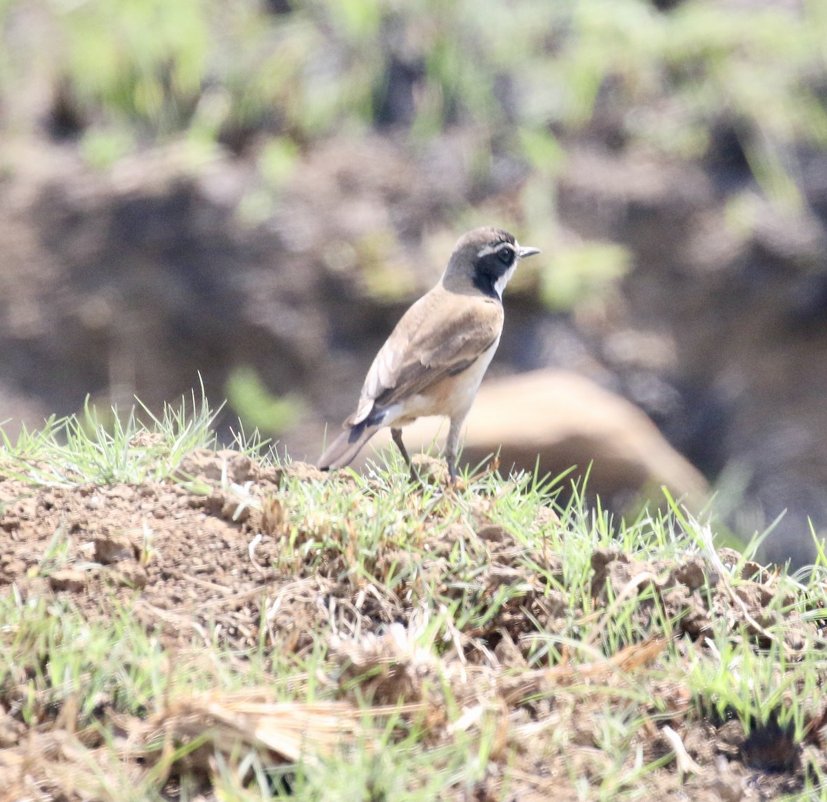 Capped Wheatear - ML610068620