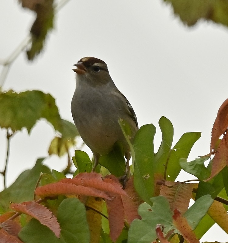 White-crowned Sparrow - Regis Fortin