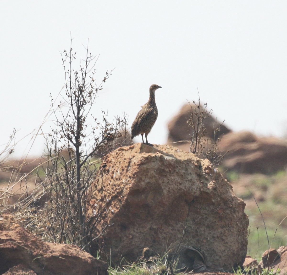 Gray-winged Francolin - ML610068698