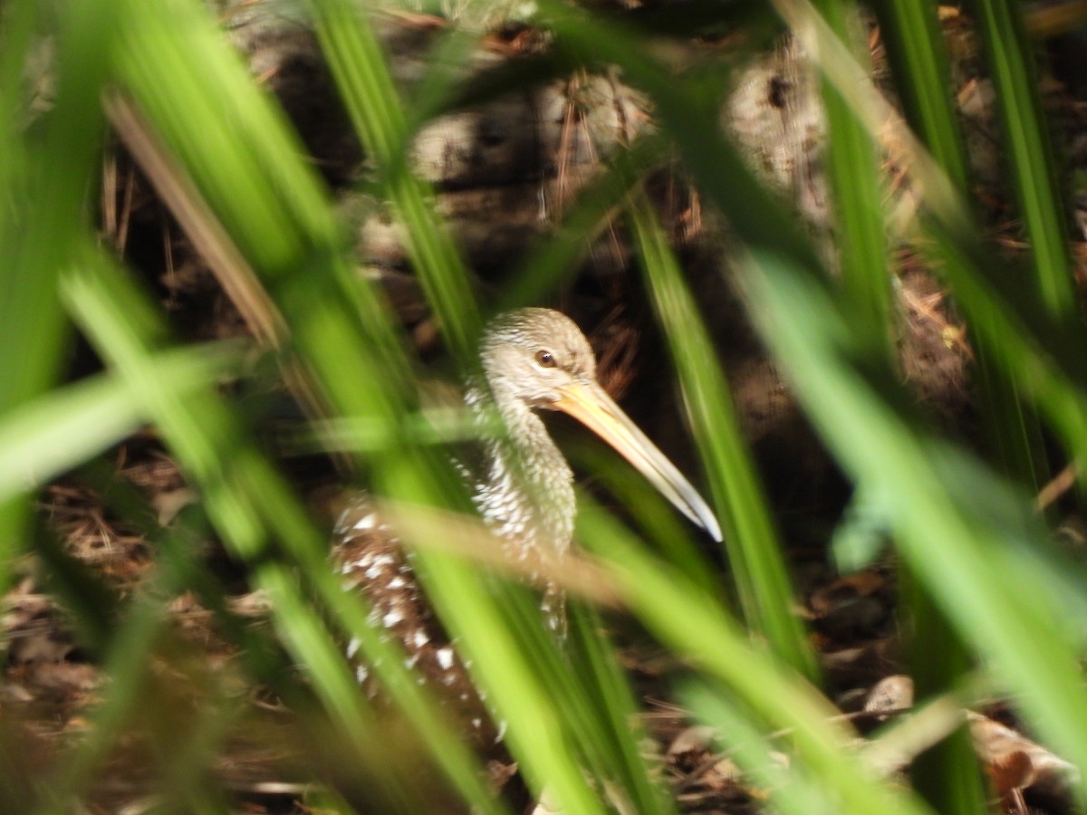 Limpkin - ML610068817