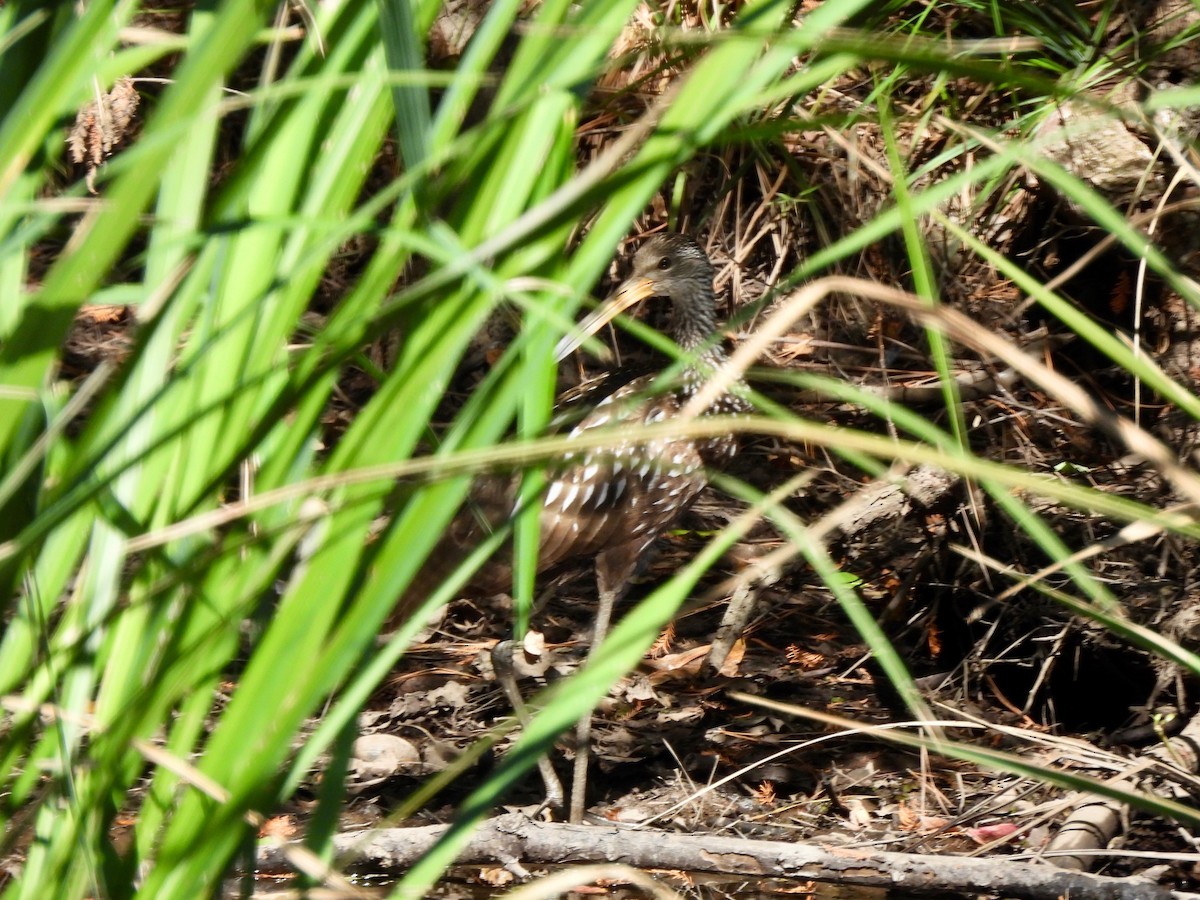 Limpkin - ML610068819