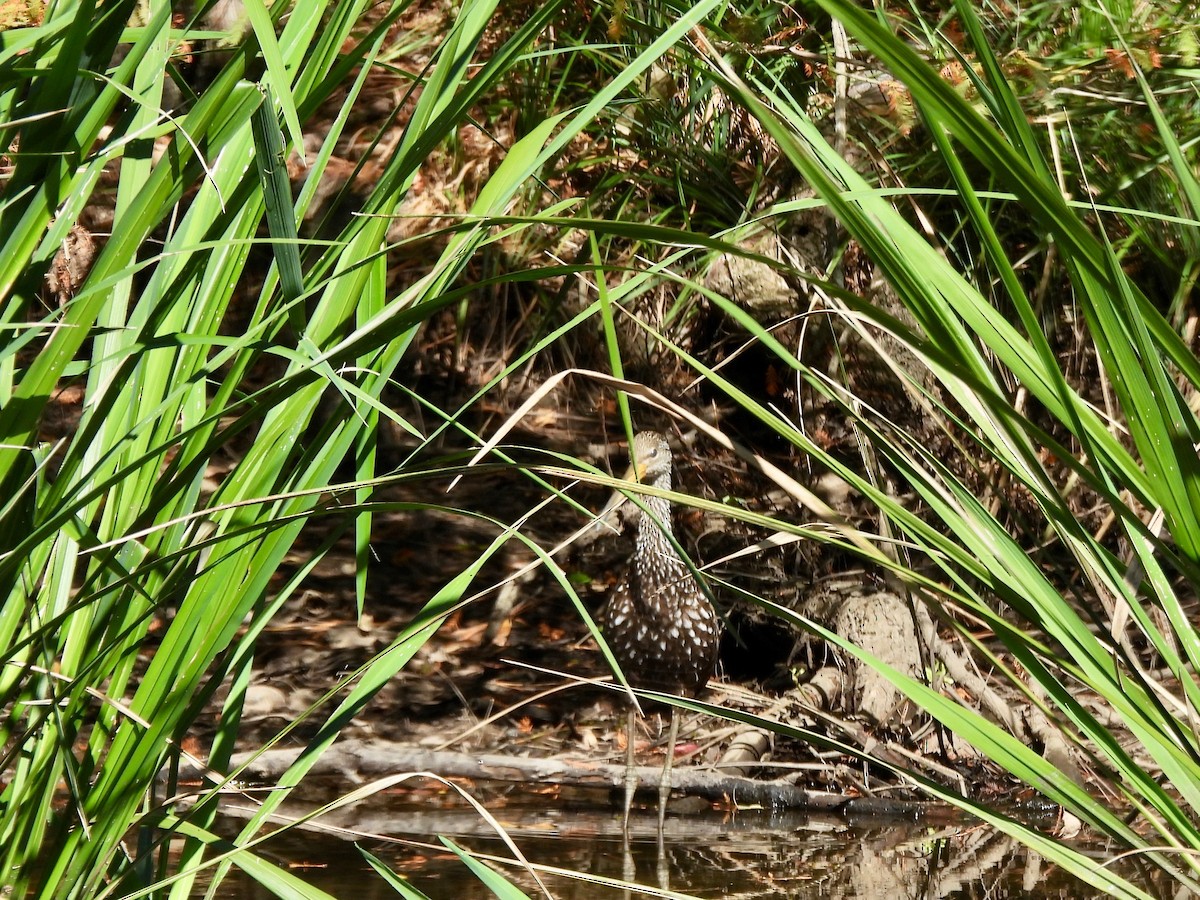 Limpkin - ML610068824