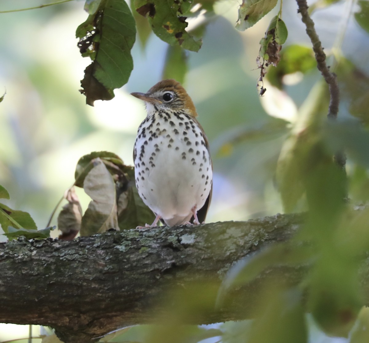 Wood Thrush - ML610068853