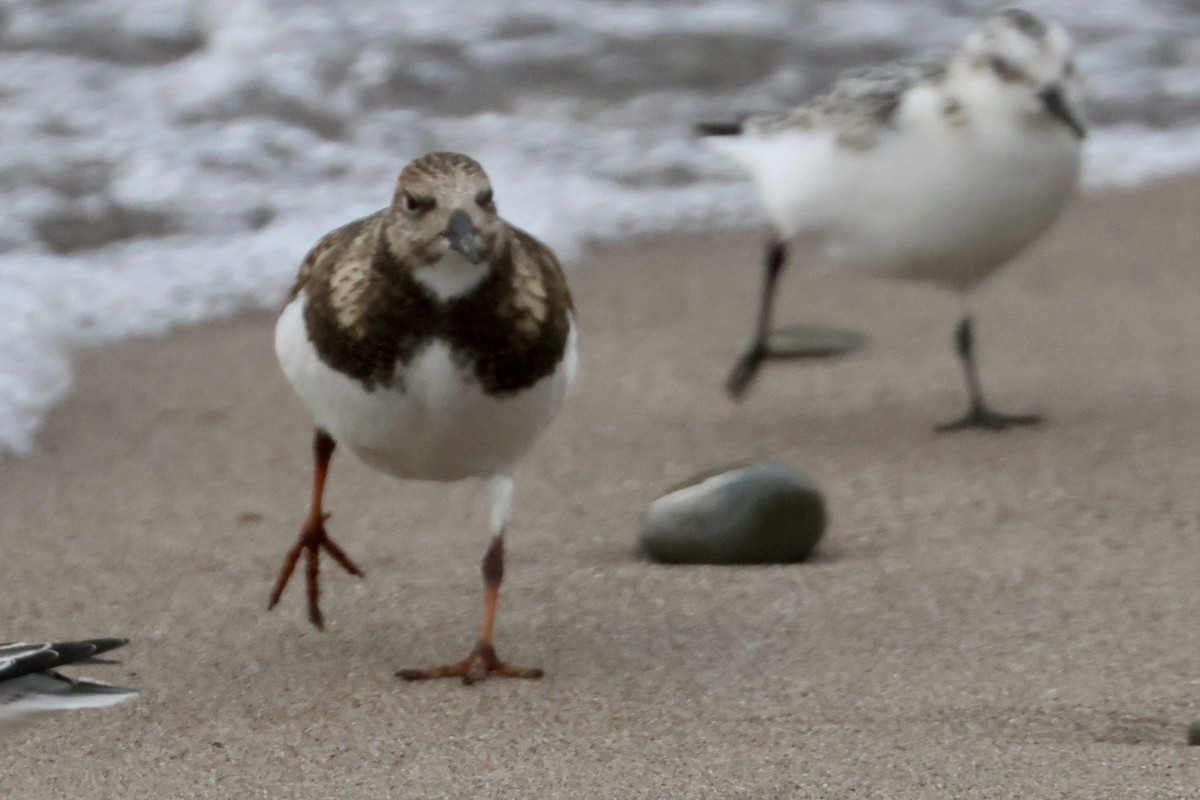 Ruddy Turnstone - ML610068926