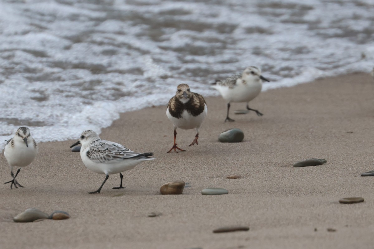 Ruddy Turnstone - ML610068927