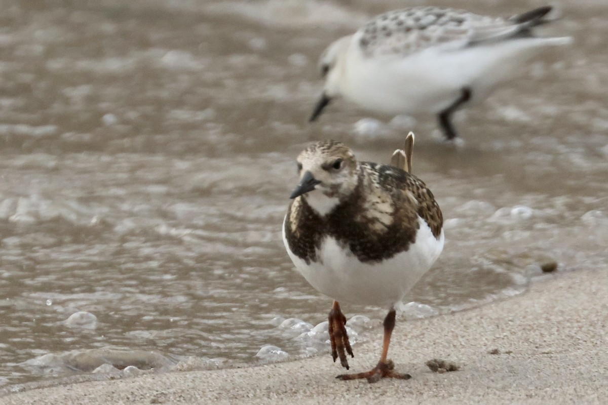 Ruddy Turnstone - ML610068928