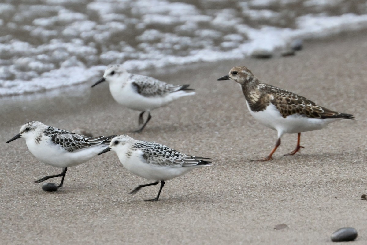 Ruddy Turnstone - ML610068931