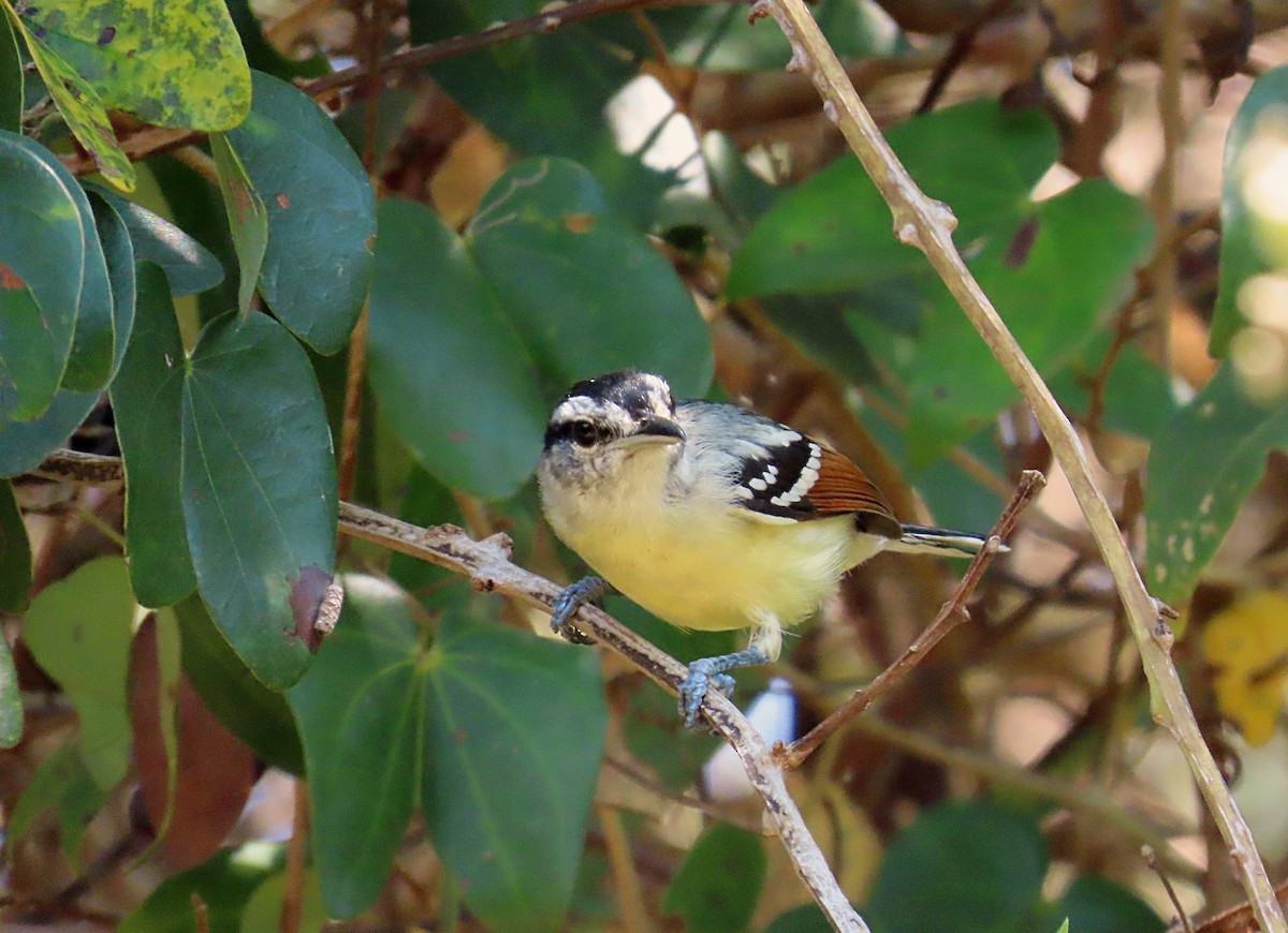 Rusty-winged Antwren - ML610068989