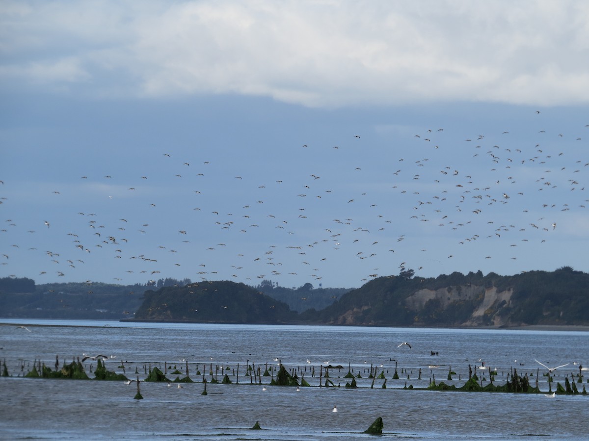 Hudsonian Godwit - ML610069013