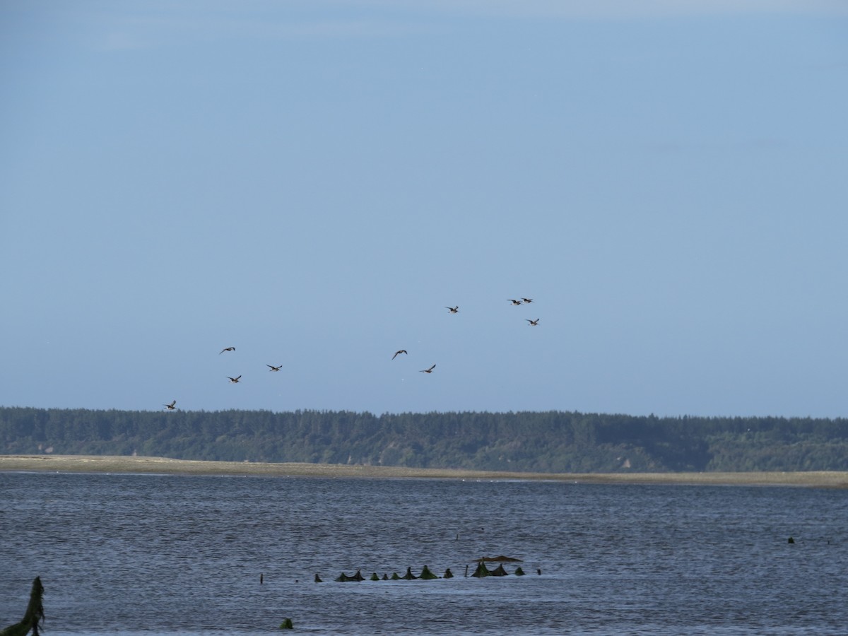 Hudsonian Godwit - ML610069015