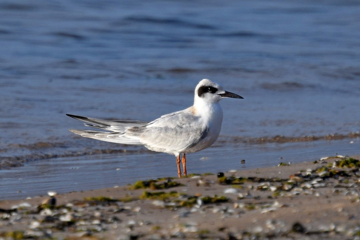 Forster's Tern - ML610069171