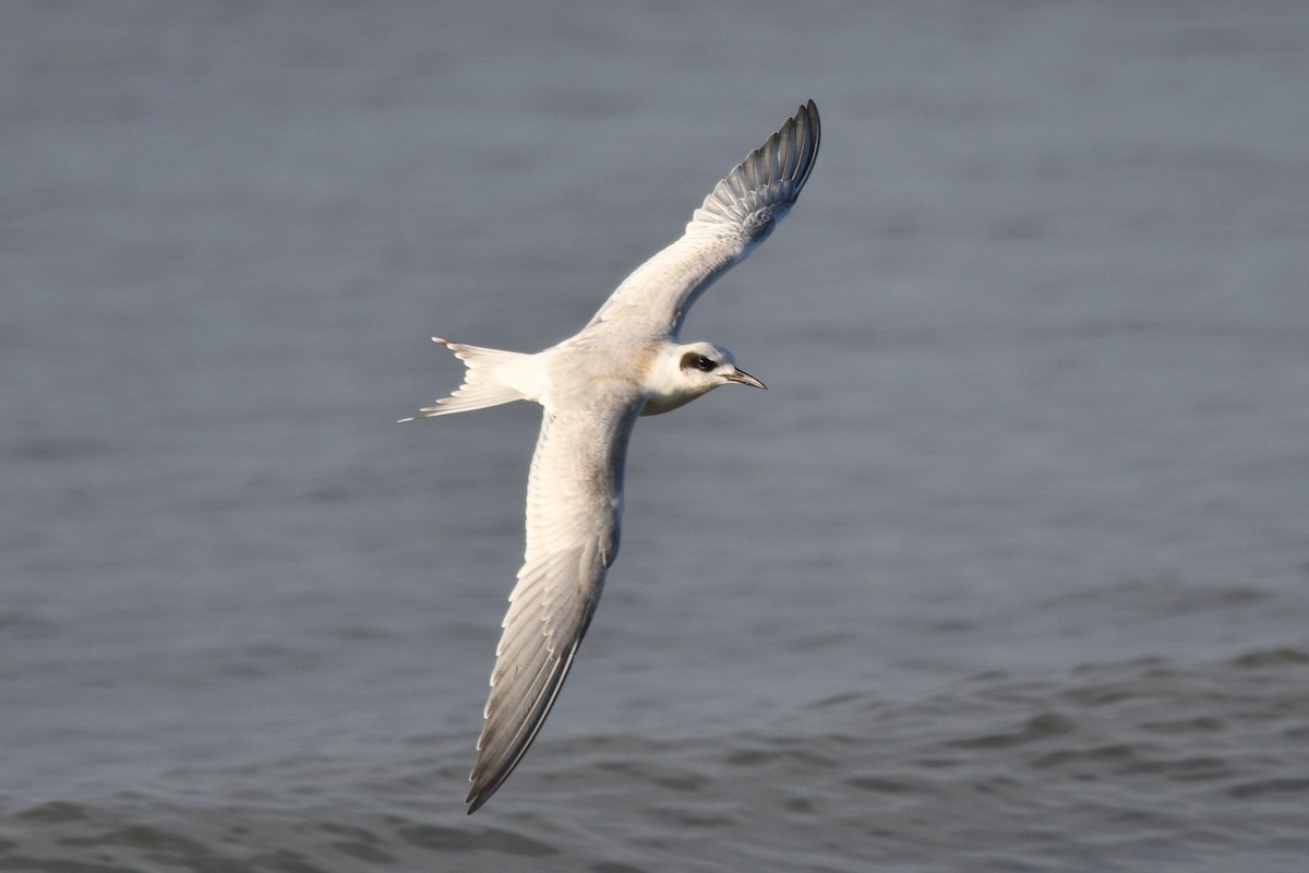 Forster's Tern - ML610069179