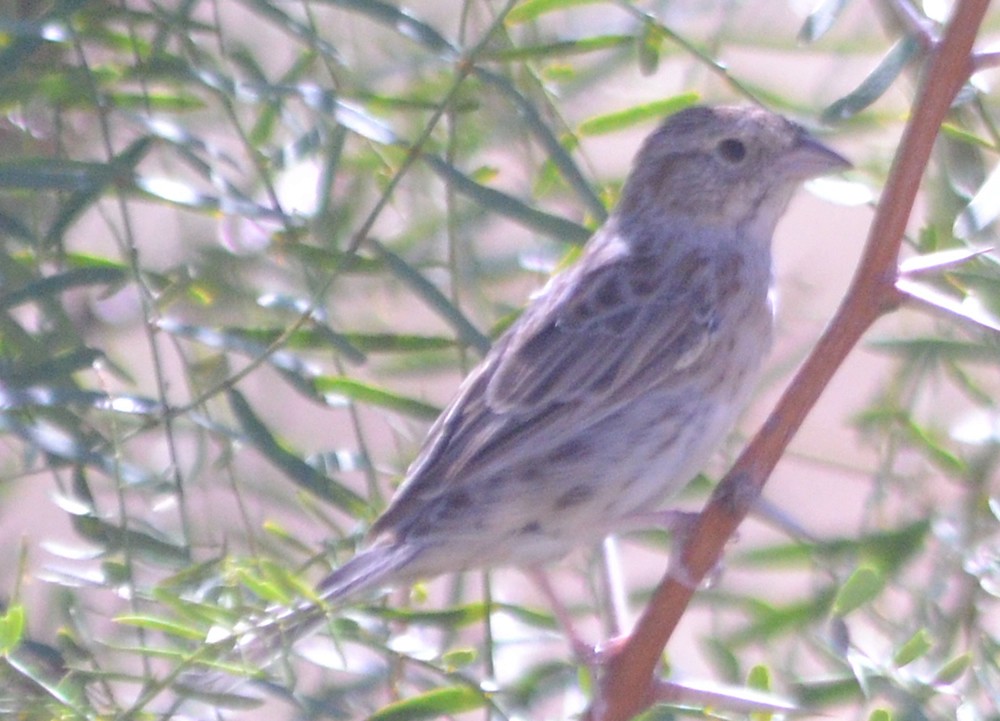 Cassin's Sparrow - ML610069181