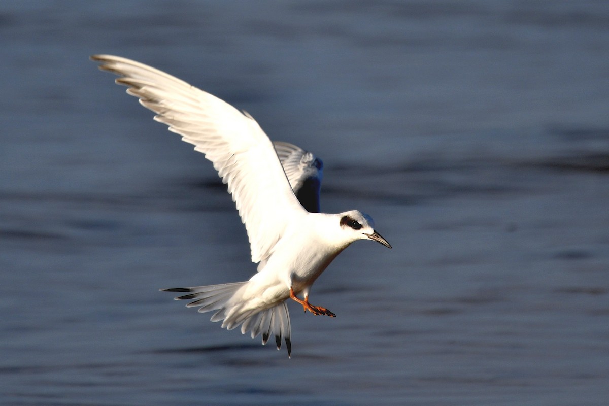 Forster's Tern - ML610069182