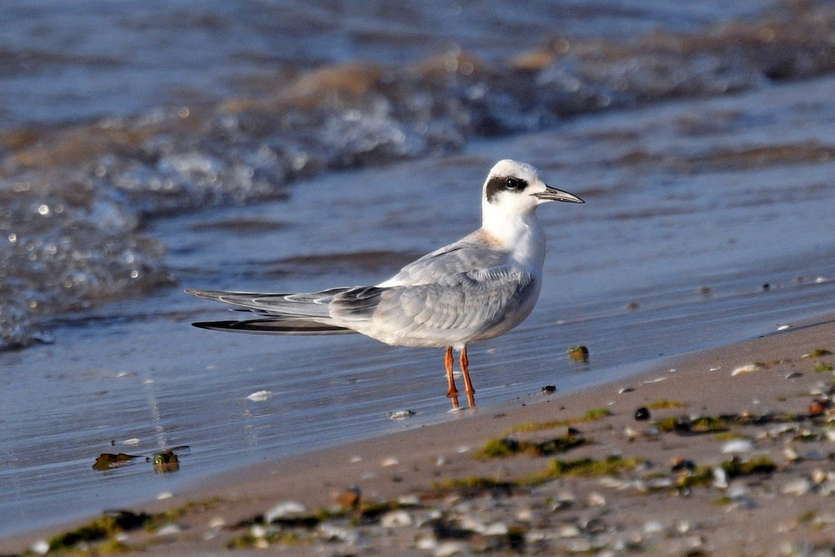 Forster's Tern - ML610069185