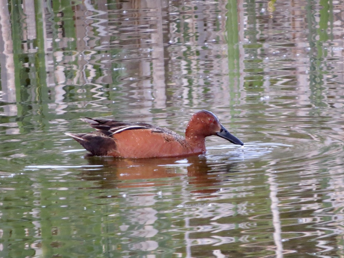 Cinnamon Teal - ML610069223