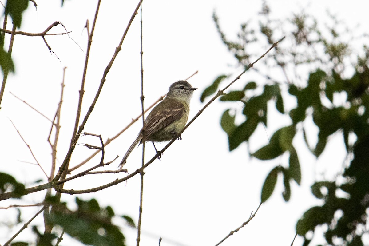 Planalto Tyrannulet - ML610069229