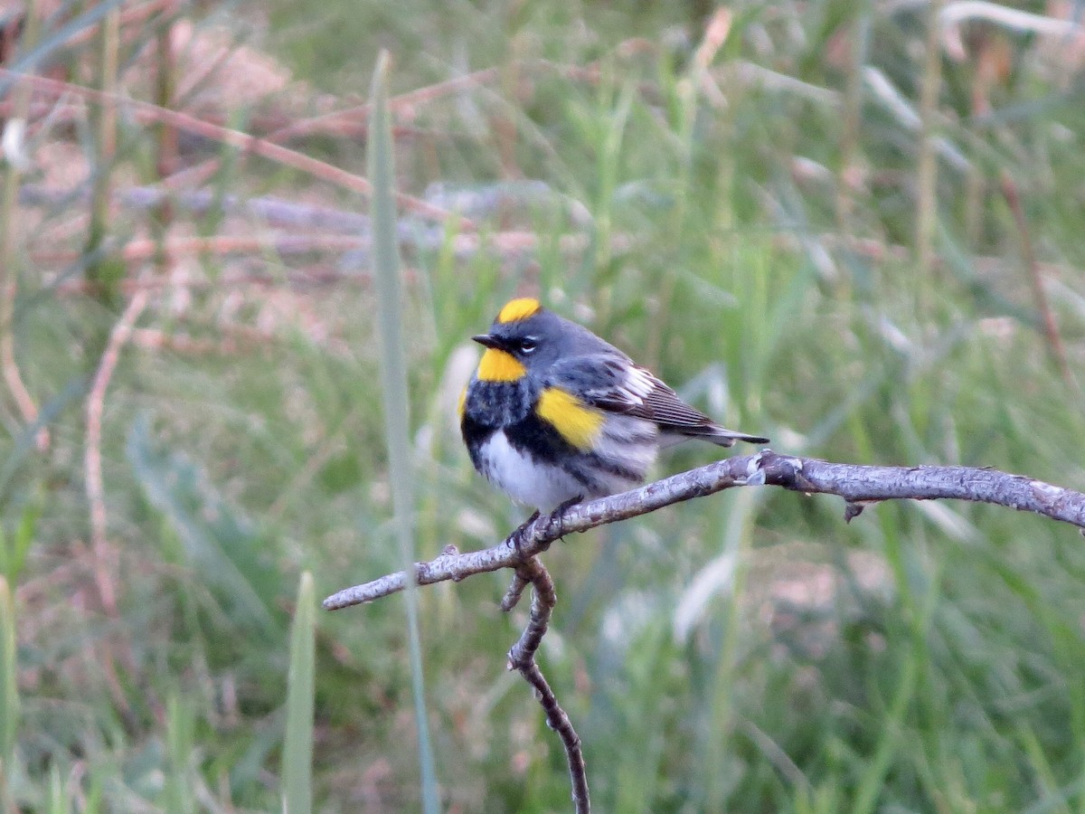 Yellow-rumped Warbler (Audubon's) - ML610069240