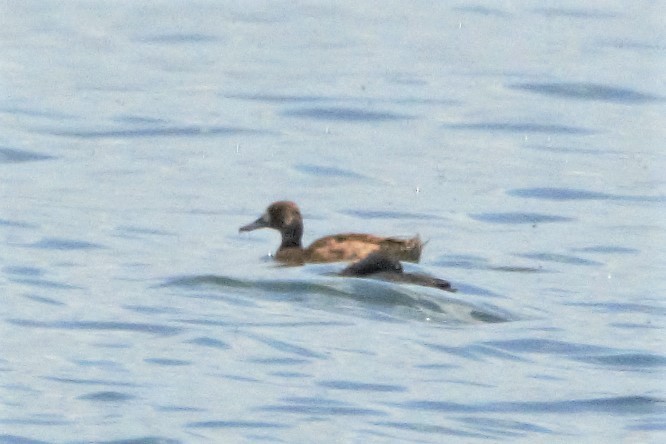 polák kaholka - ML61006931