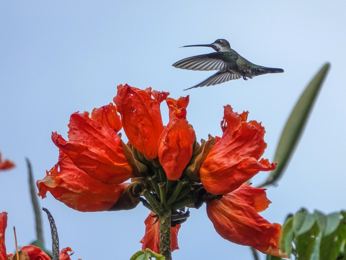 Plain-capped Starthroat - ML610069427