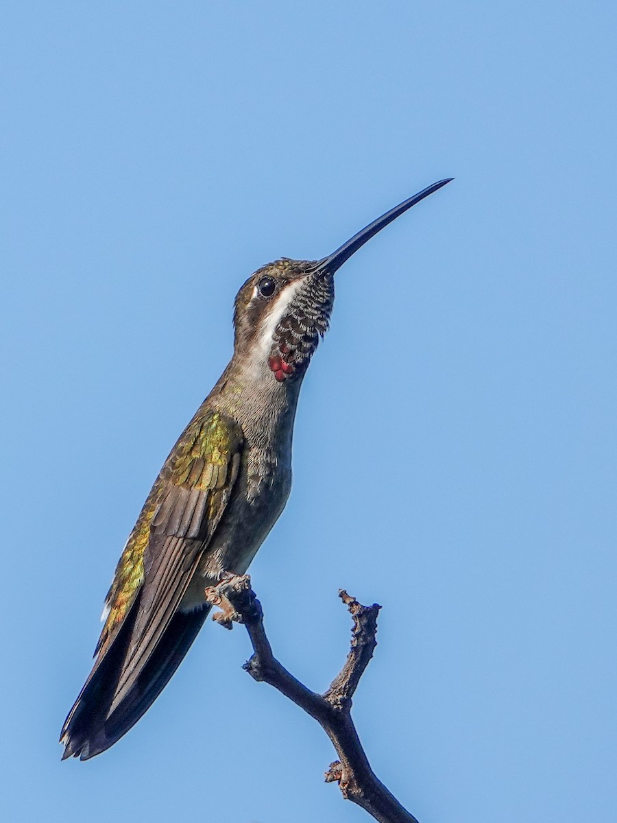 Long-billed Starthroat - ML610069440