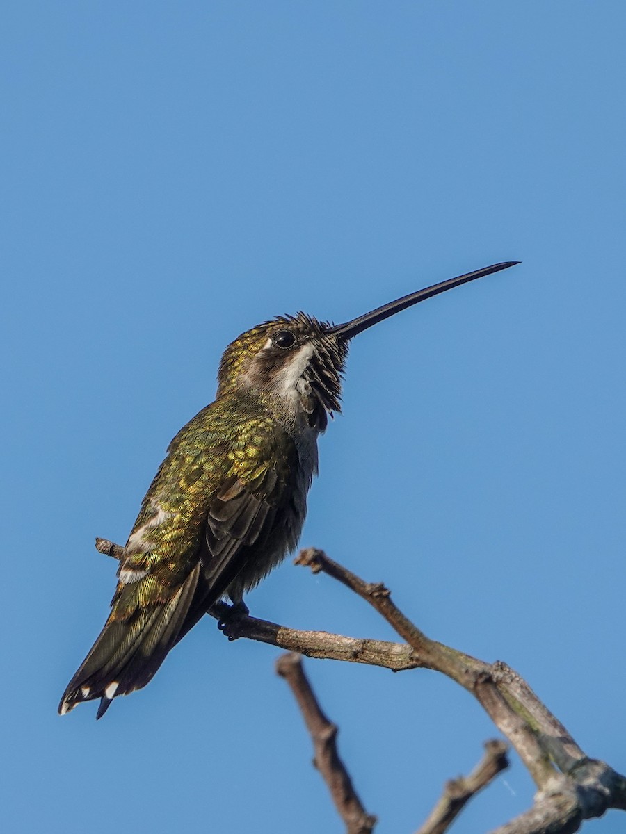 Long-billed Starthroat - ML610069441