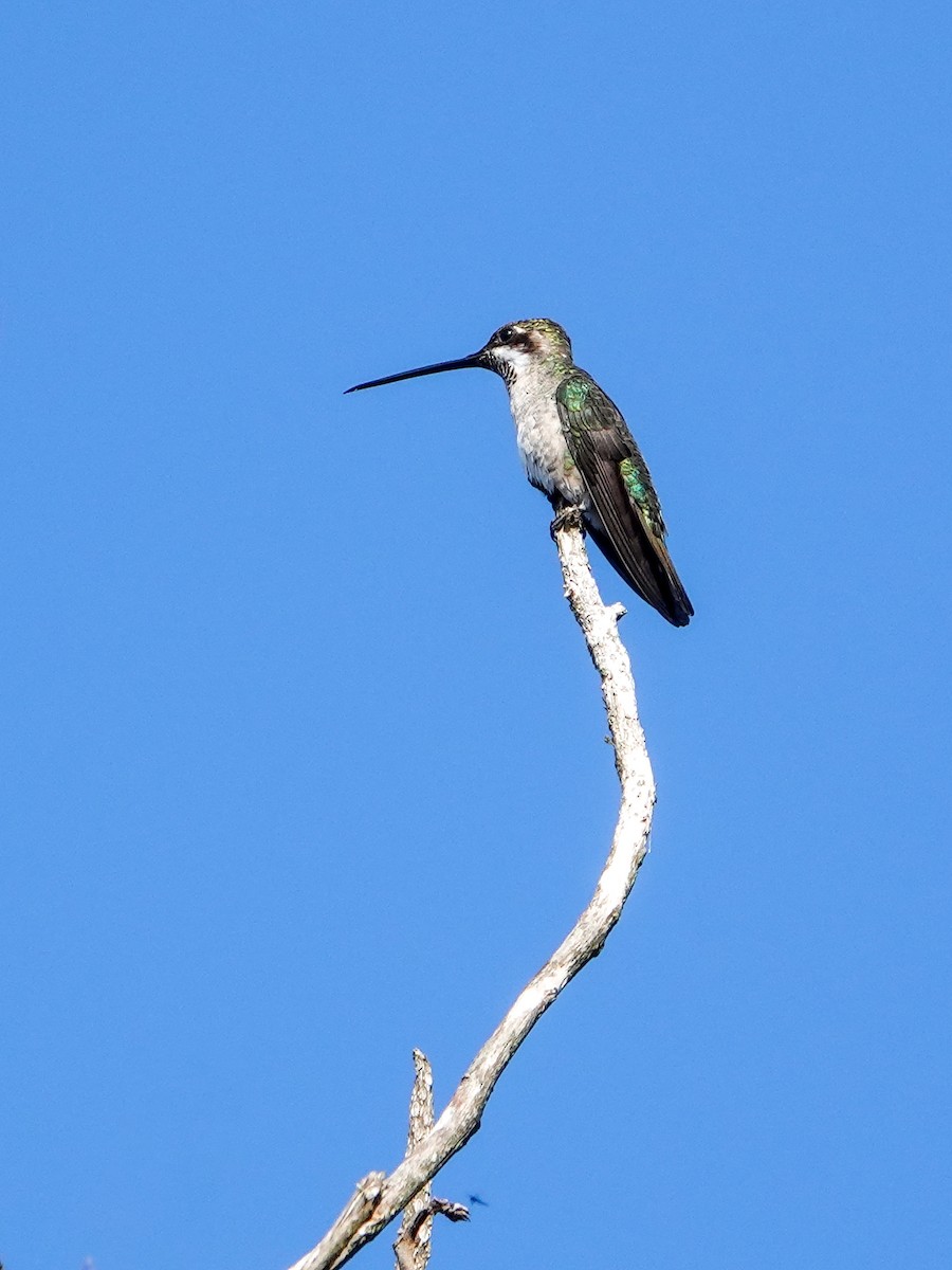 Long-billed Starthroat - ML610069442