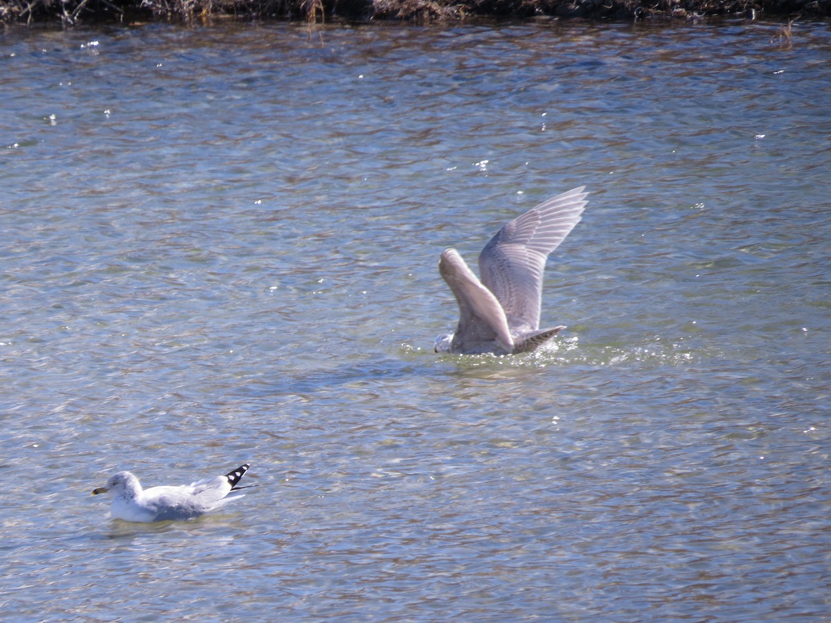 Iceland Gull (kumlieni/glaucoides) - ML610069491