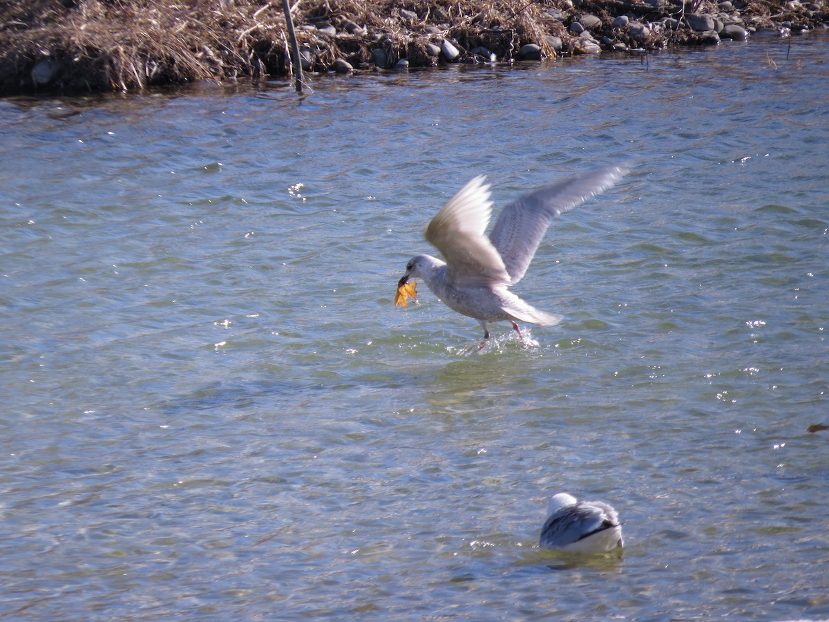 Iceland Gull (kumlieni/glaucoides) - ML610069492