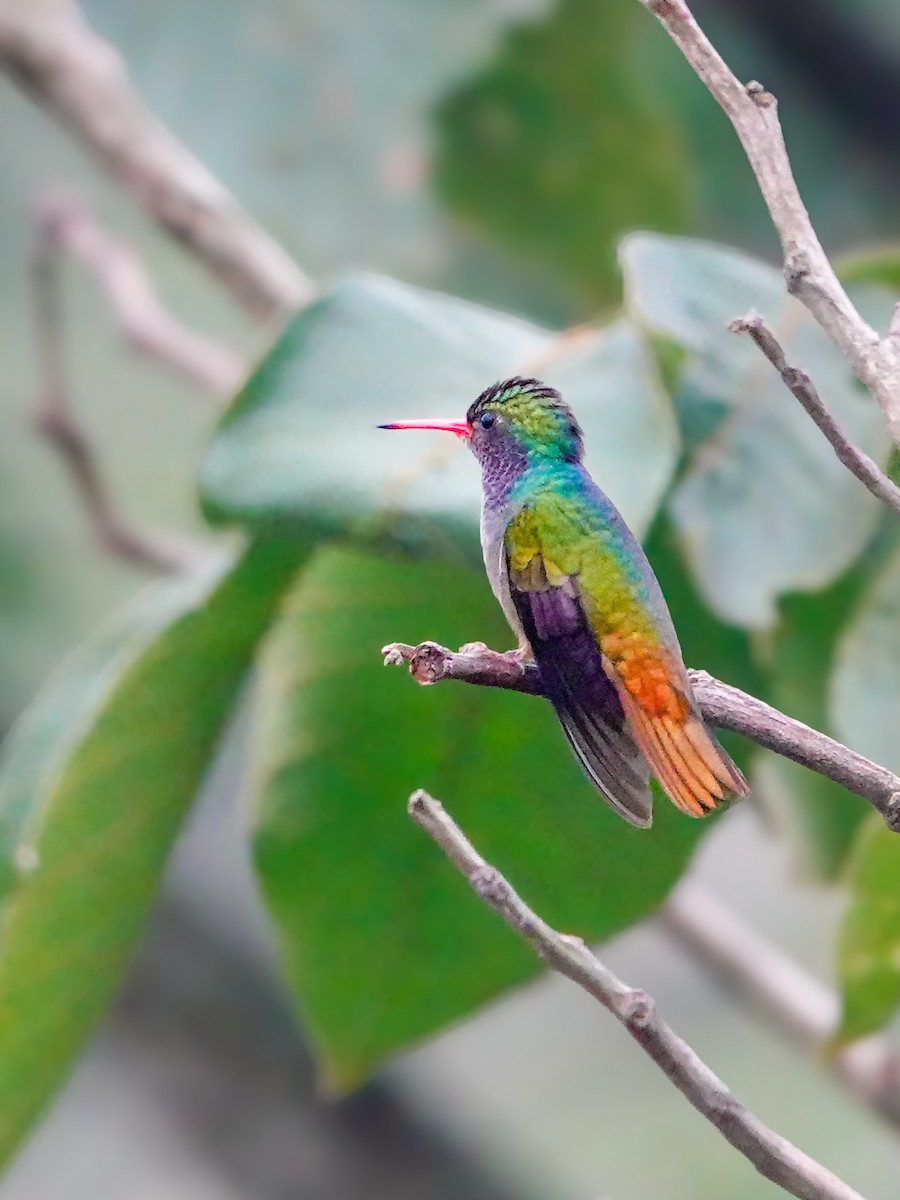 Blue-throated Goldentail - ML610069520