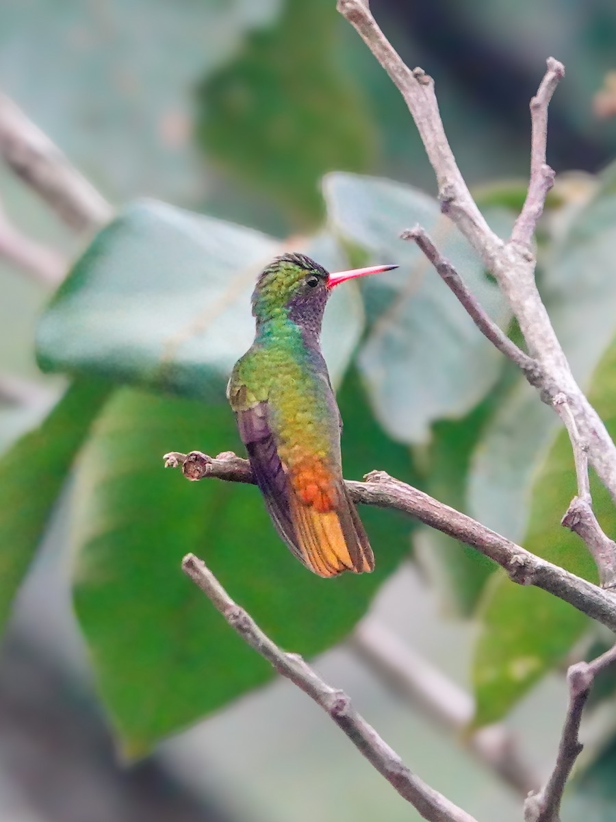 Blue-throated Goldentail - ML610069521