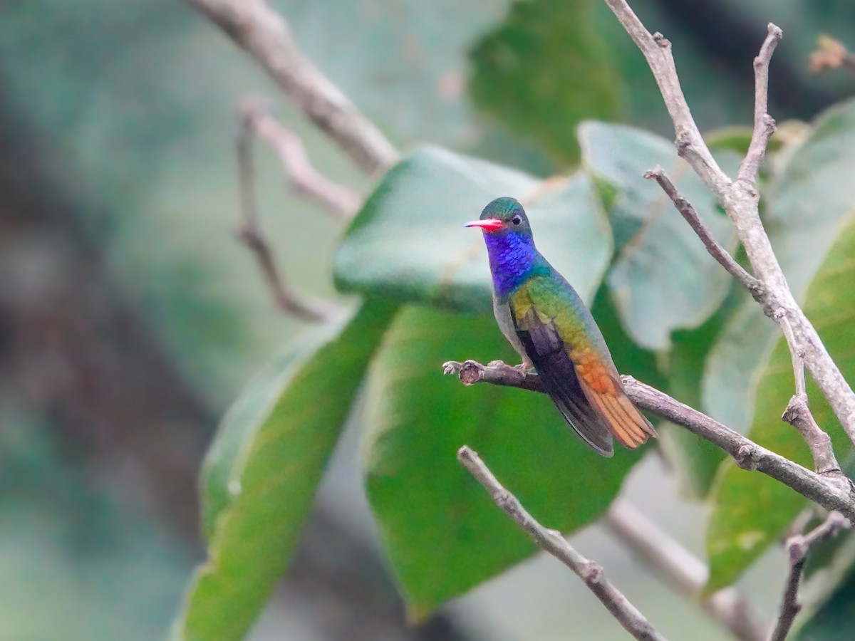 Blue-throated Goldentail - ML610069522