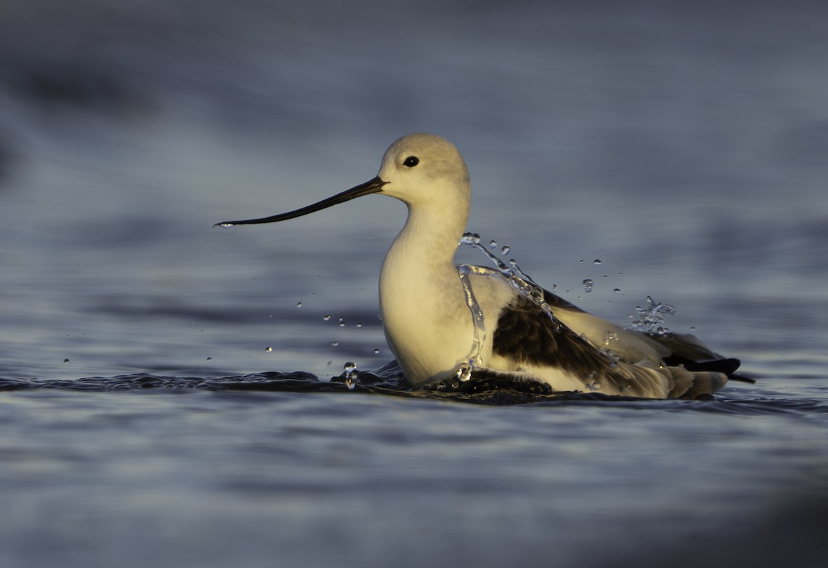 American Avocet - ML610069597