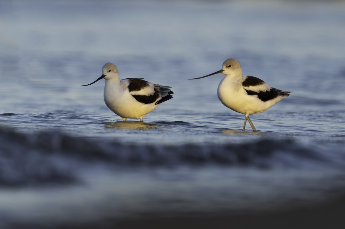 American Avocet - ML610069598