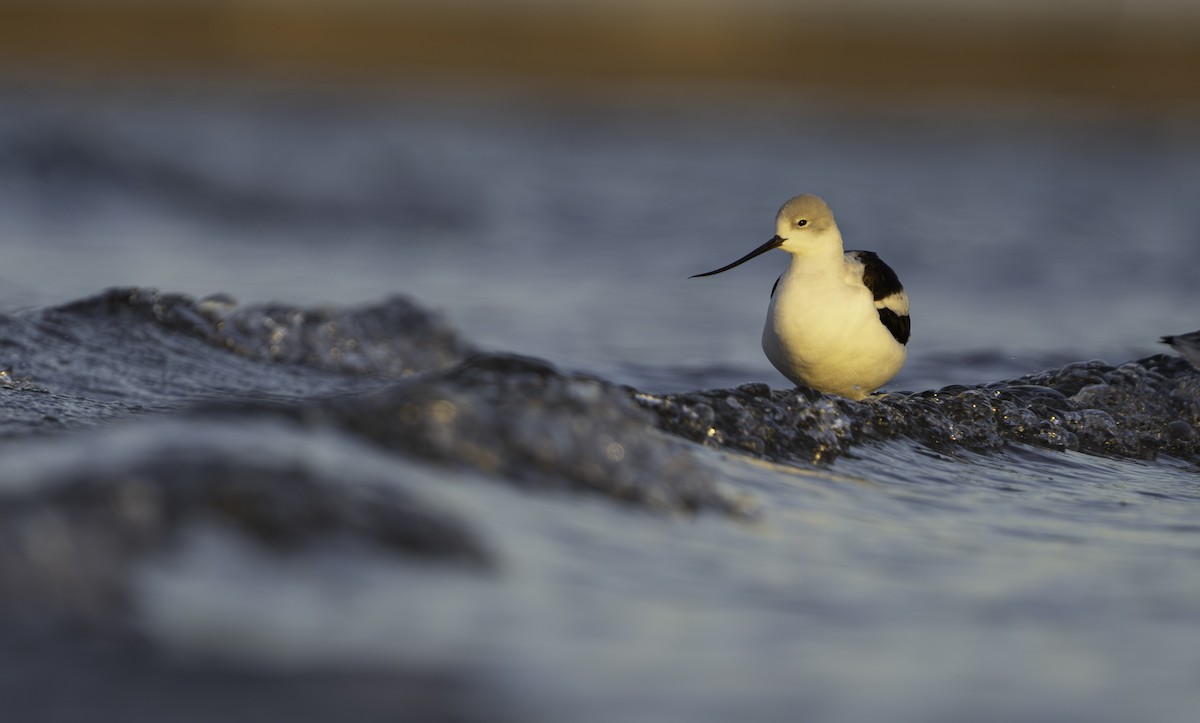 American Avocet - ML610069599