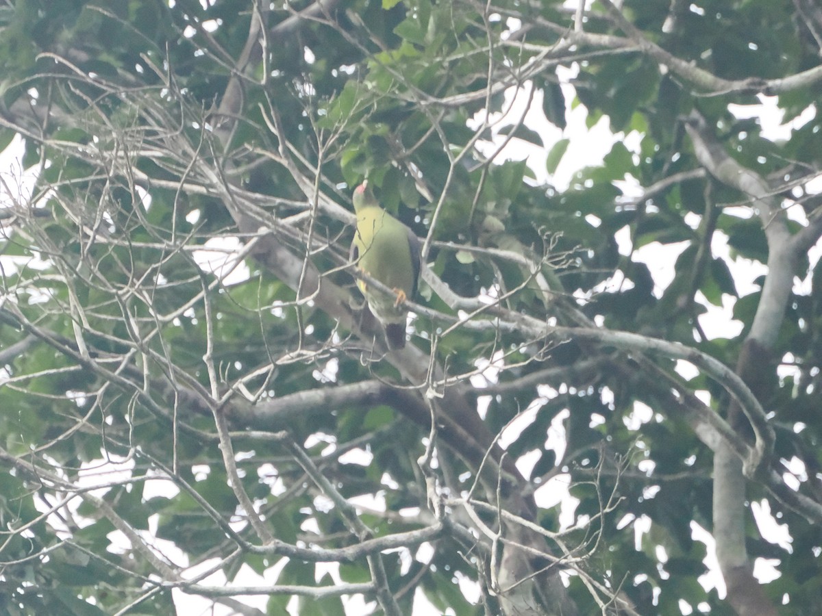 African Green-Pigeon - ML610069610