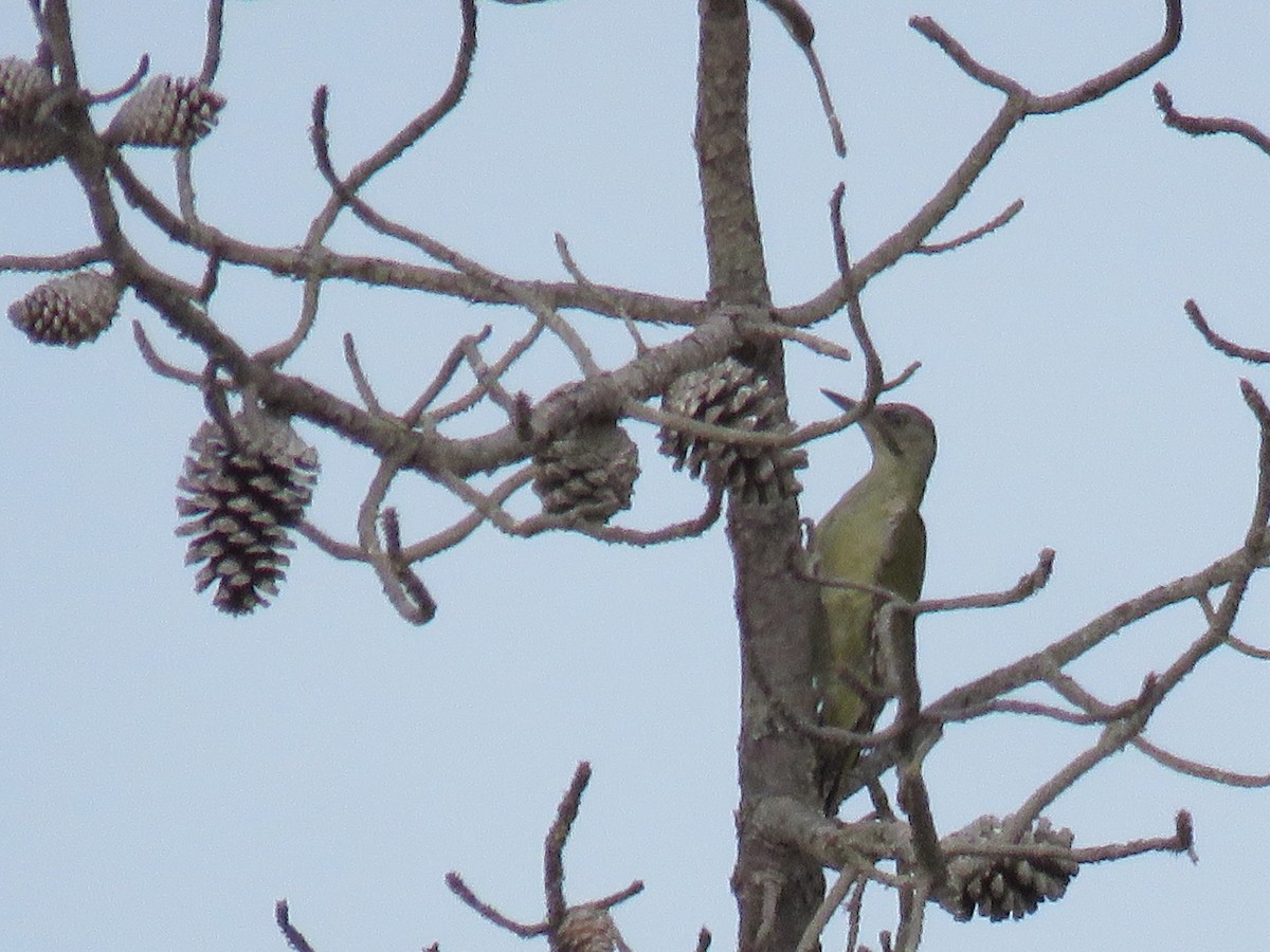 Iberian Green Woodpecker - Filipe Pereira