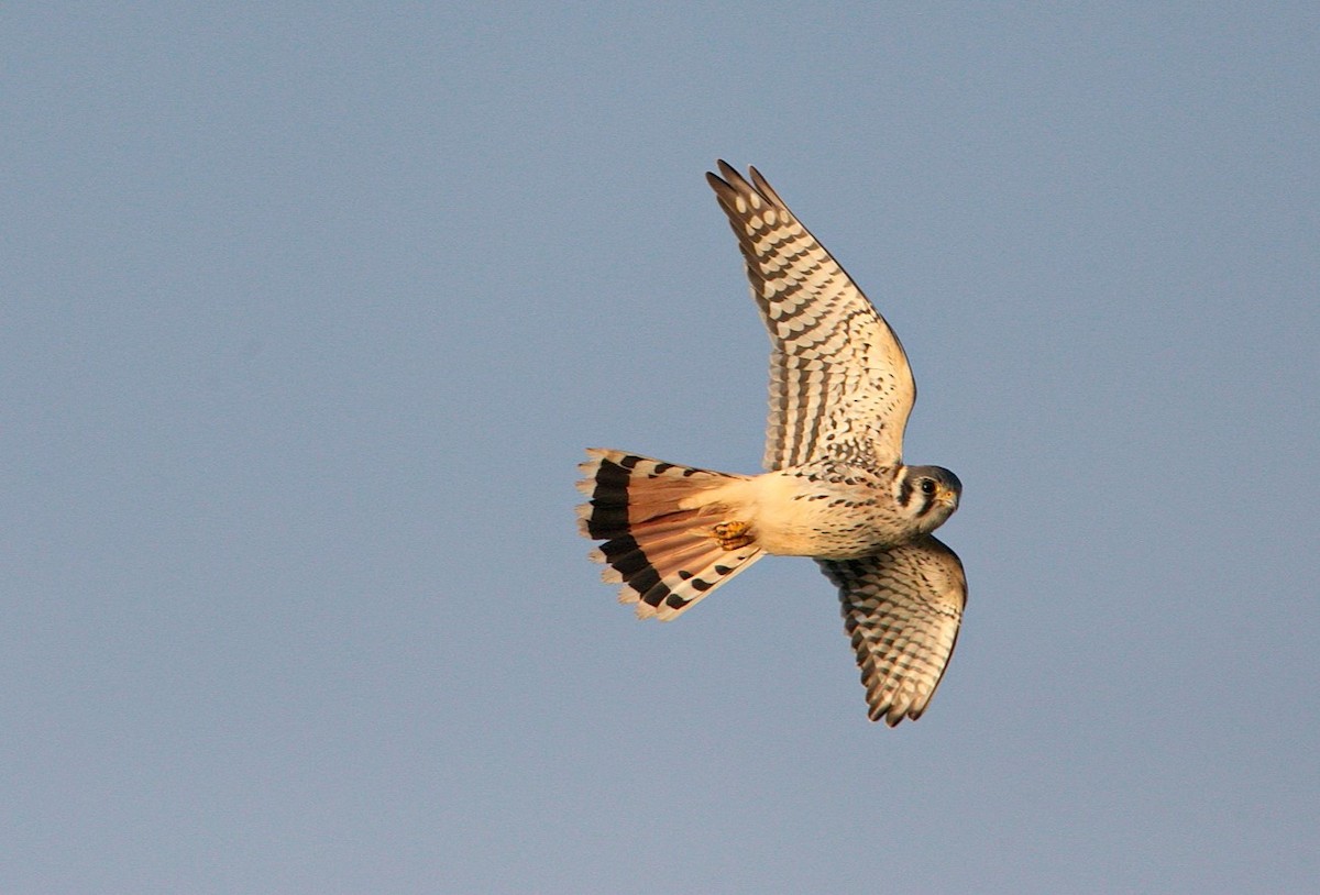American Kestrel - Brandon Holden