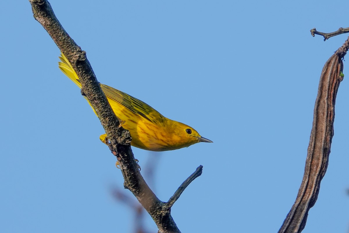 Yellow Warbler - Alvaro Moisés Calderón