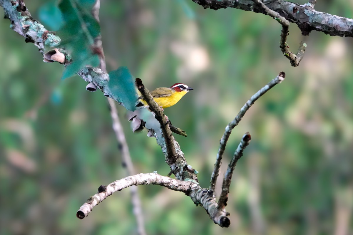 Chestnut-capped Warbler - ML610069681