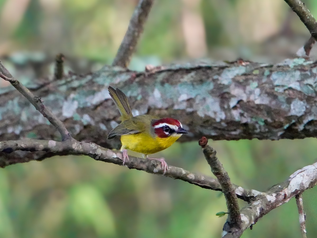 Chestnut-capped Warbler - ML610069682