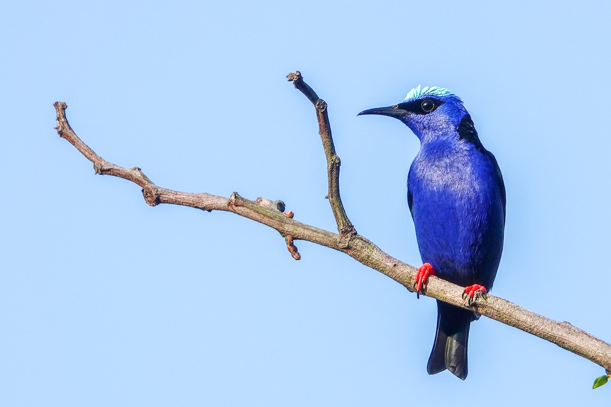Red-legged Honeycreeper - ML610069698