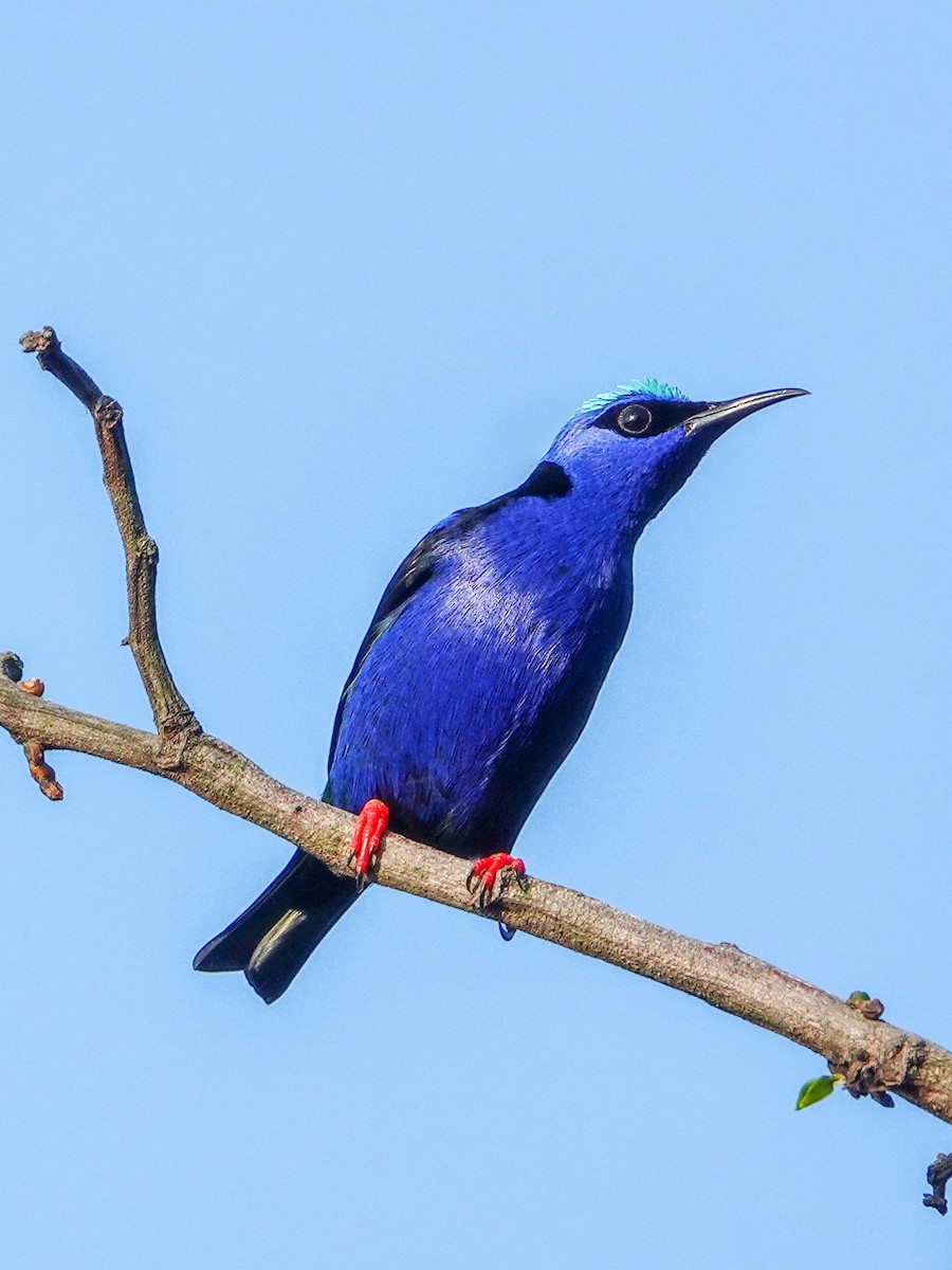 Red-legged Honeycreeper - ML610069699