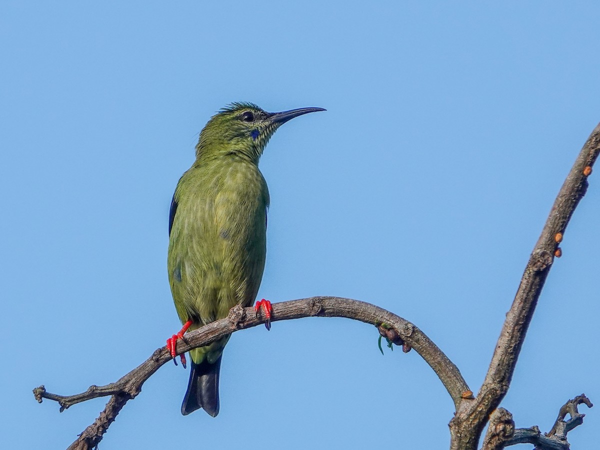 Red-legged Honeycreeper - ML610069700