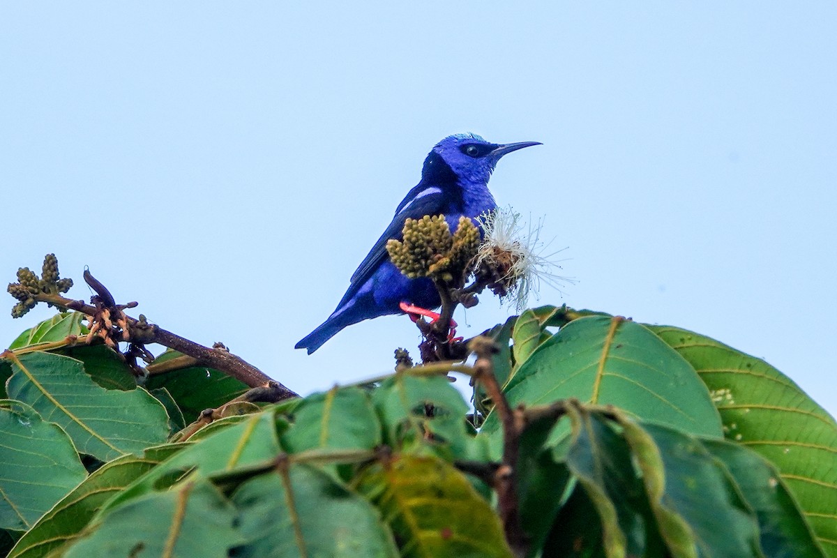 Red-legged Honeycreeper - ML610069701