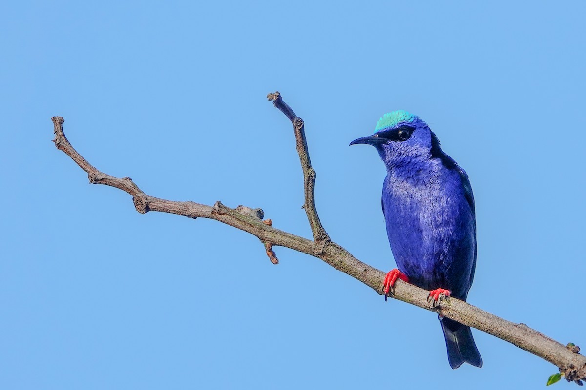 Red-legged Honeycreeper - ML610069702