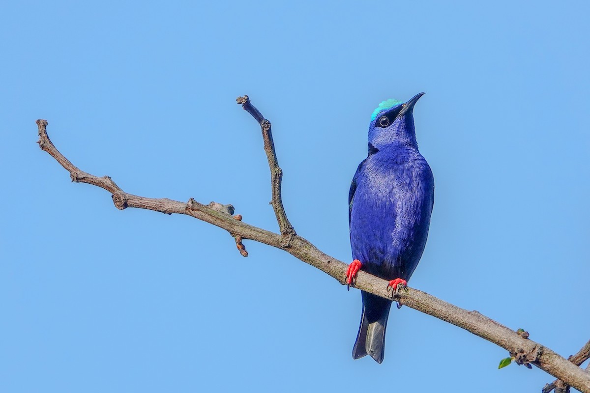 Red-legged Honeycreeper - ML610069703