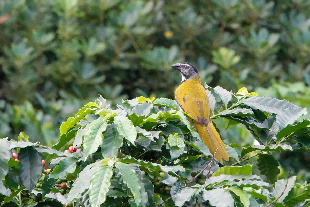 Black-headed Saltator - Alvaro Moisés Calderón