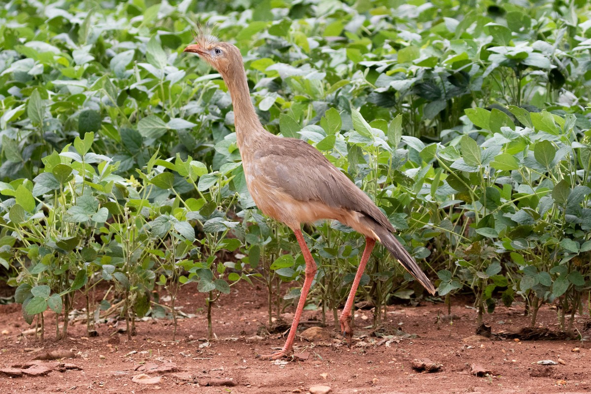 Red-legged Seriema - ML610069731